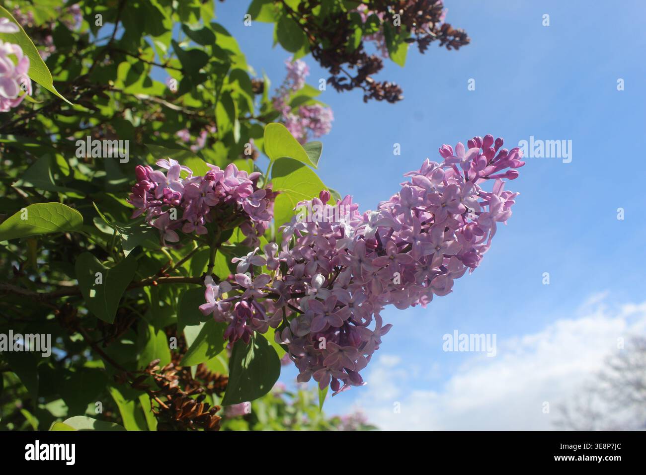Fiori primaverili a Santa Fe, New Mexico Foto Stock