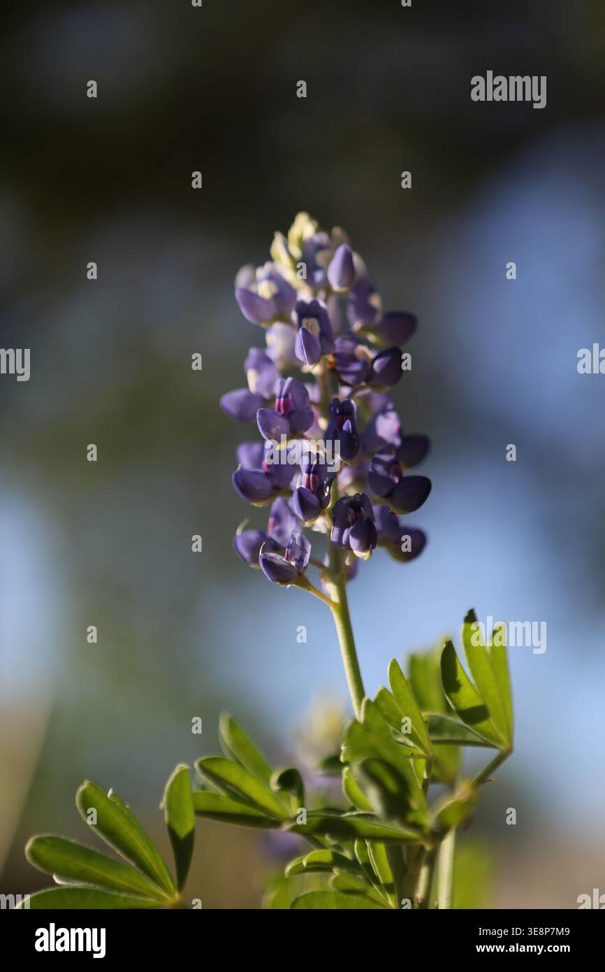 Bluebonnets Foto Stock