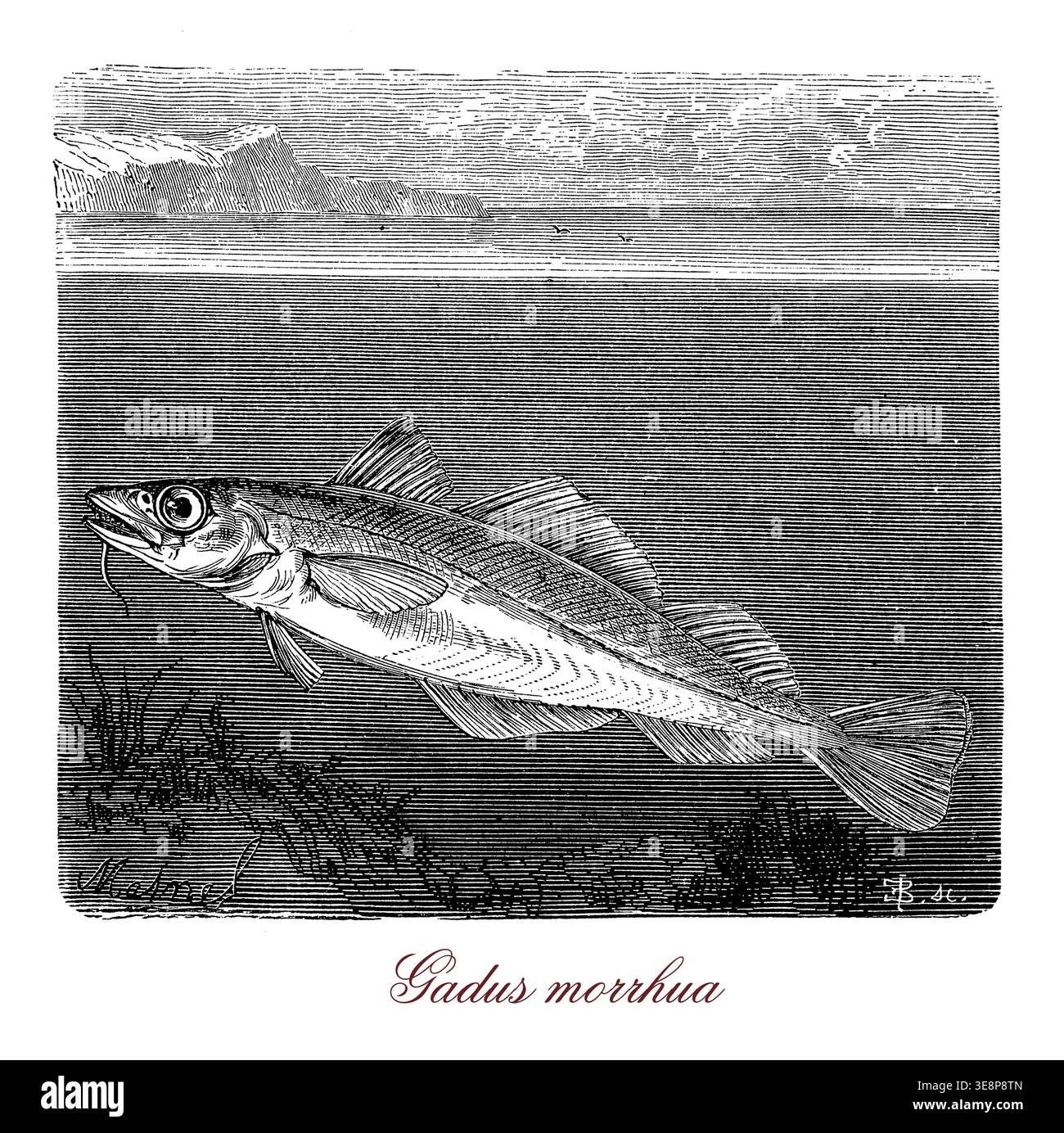 Gadus morrhua - merluzzo Atlantico, immagine zoologica in ambiente naturale. Una precisa illustrazione zoologica di Gadus morrhua, il merluzzo Atlantico, raffigurato nel suo habitat marino naturale. L'incisione enfatizza il corpo robusto, il barbel e le caratteristiche caratteristiche di questa specie economicamente vitale. Foto Stock