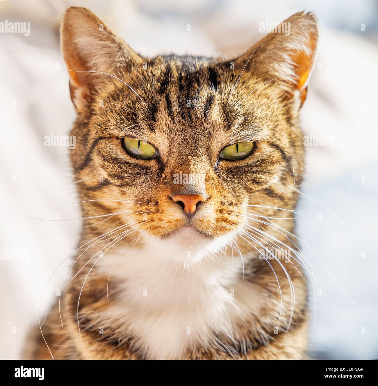 Colpo di testa di un gatto domestico a righe marroni con occhi verdi che fissa la fotocamera, isolato su uno sfondo alto. REGNO UNITO. Foto Stock
