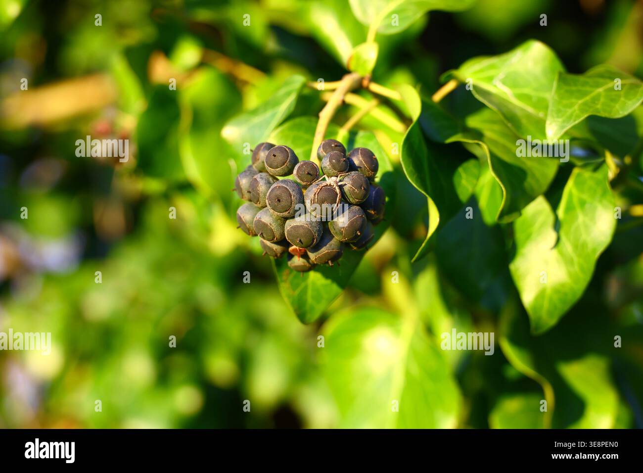 Bacche sferiche scure di Hedera elica in un gruppo compatto circondato da foglie verdi lucide con venatura chiara e superficie naturale catturata Foto Stock