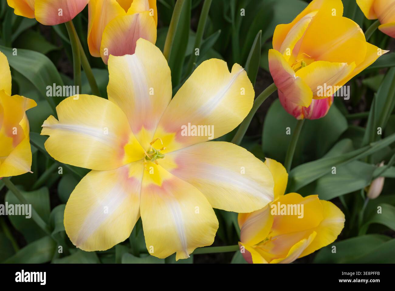 Tulipani di colore pastello in piena fioritura Foto Stock