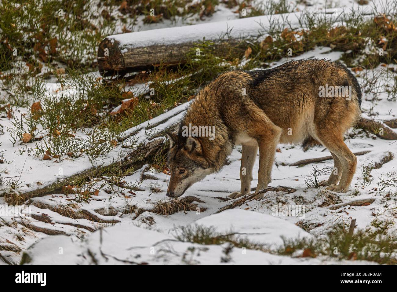 Il lupo grigio annusa il fondo innevato della foresta mentre cerca l'odore. Foto Stock