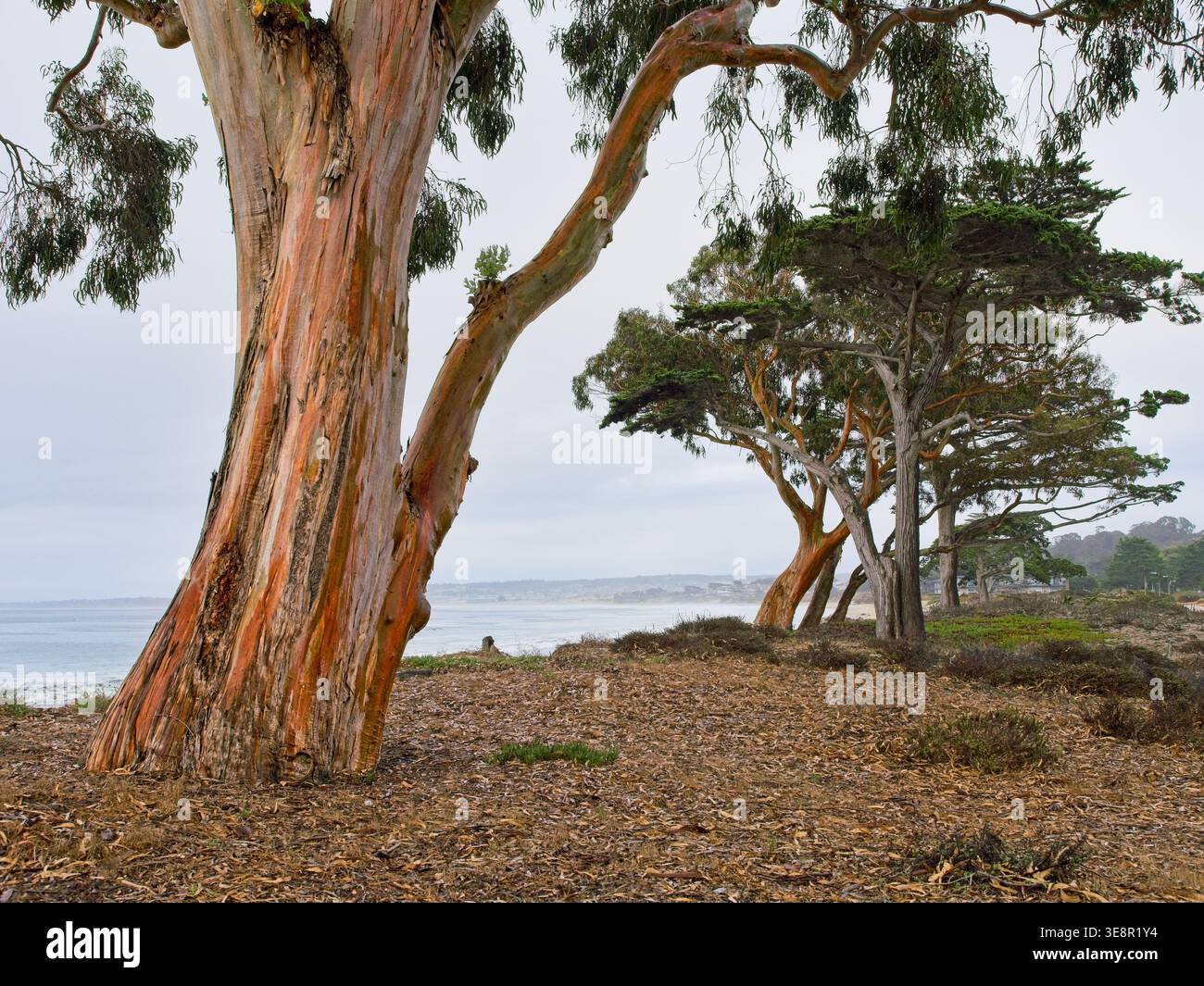 Alberi di eucalipto lungo la riva della baia di Monterey Foto Stock