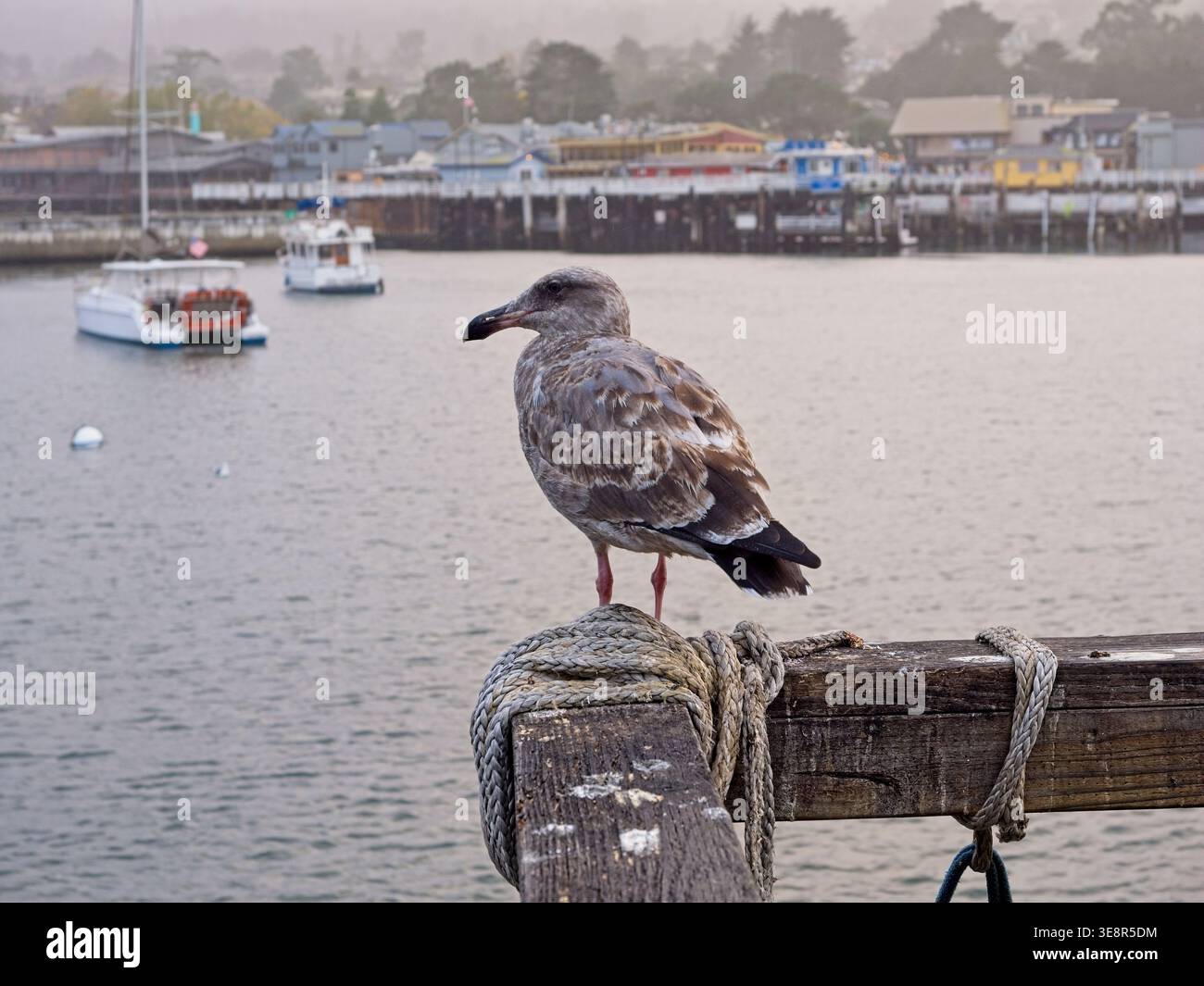 Giovane gabbiano occidentale arroccato sulla ringhiera del molo municipale II, lontano molo dei pescatori sulla baia di Monterey Foto Stock