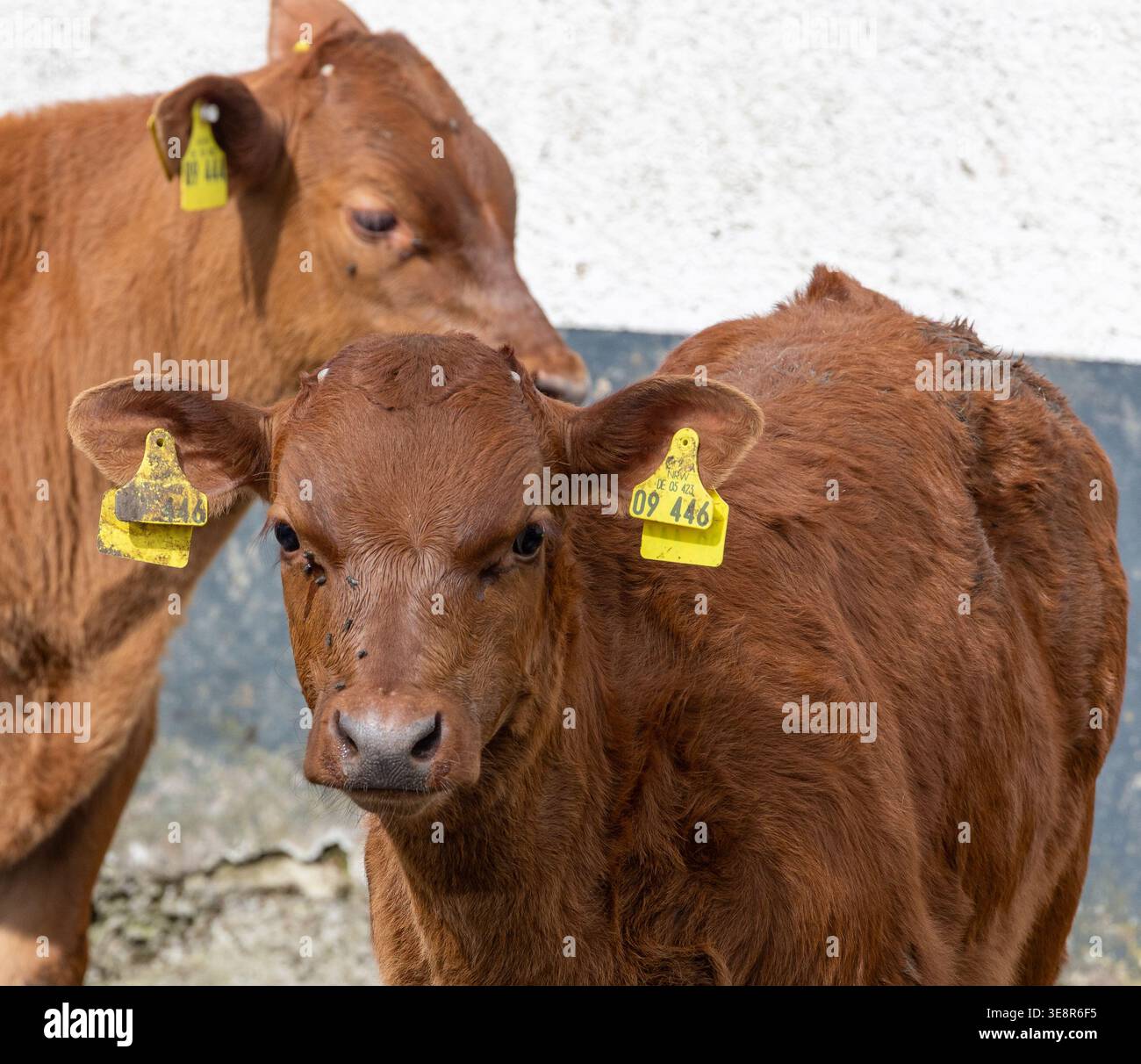 Primo piano di due vitelli bruni: Bovini giovani con cartelli gialli davanti a una parete di fienile di colore chiaro Foto Stock