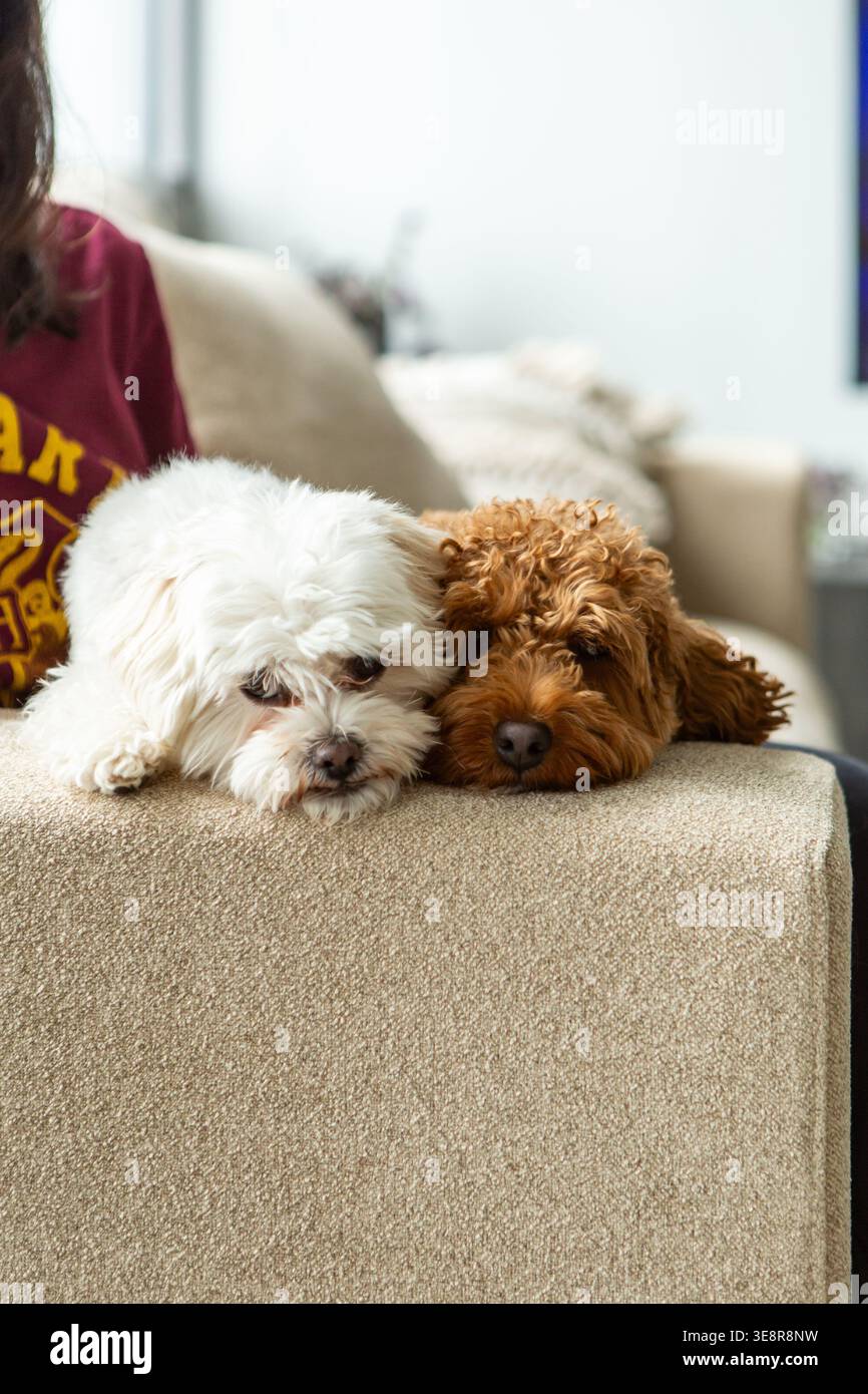 Doodle d'oro e cani maltesi che si trovano fianco a fianco su un divano, entrambi guardano nella telecamera. Accogliente e adorabile momento al coperto. Foto Stock
