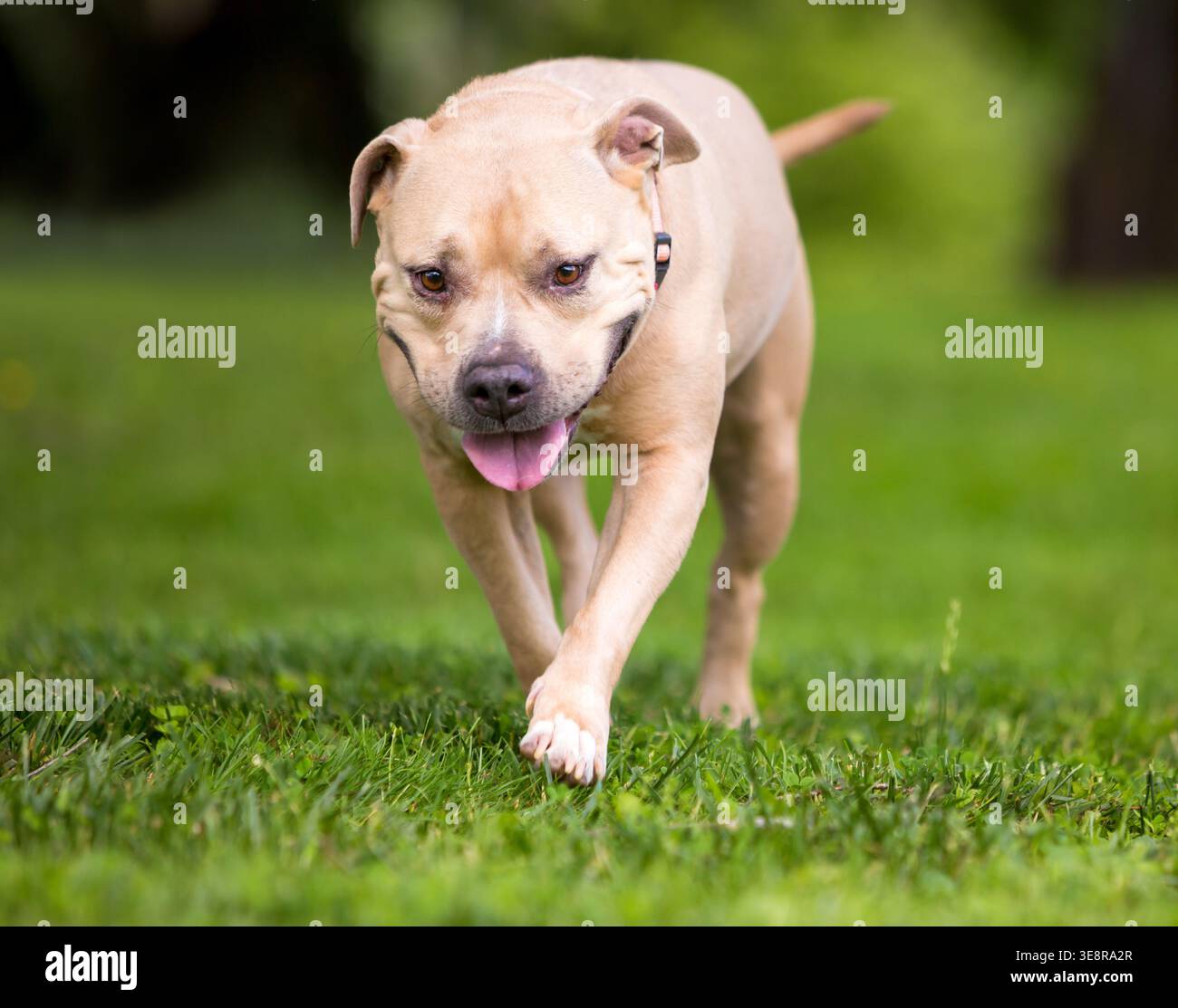 Un cane di razza mista Staffordshire Bull Terrier che cammina verso la telecamera con un'espressione felice Foto Stock