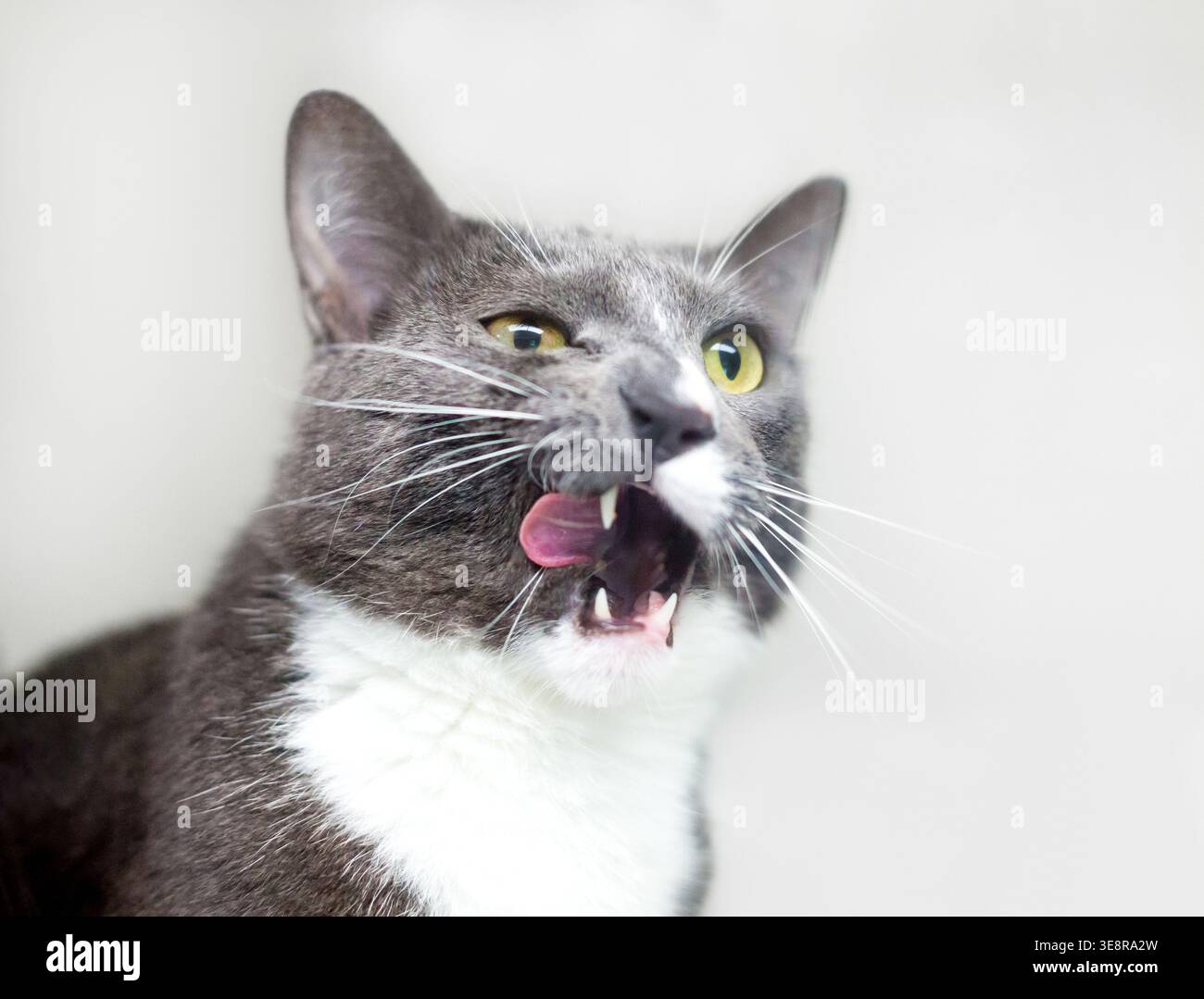 Un gatto domestico shorthair grigio e bianco che lecca le labbra Foto Stock