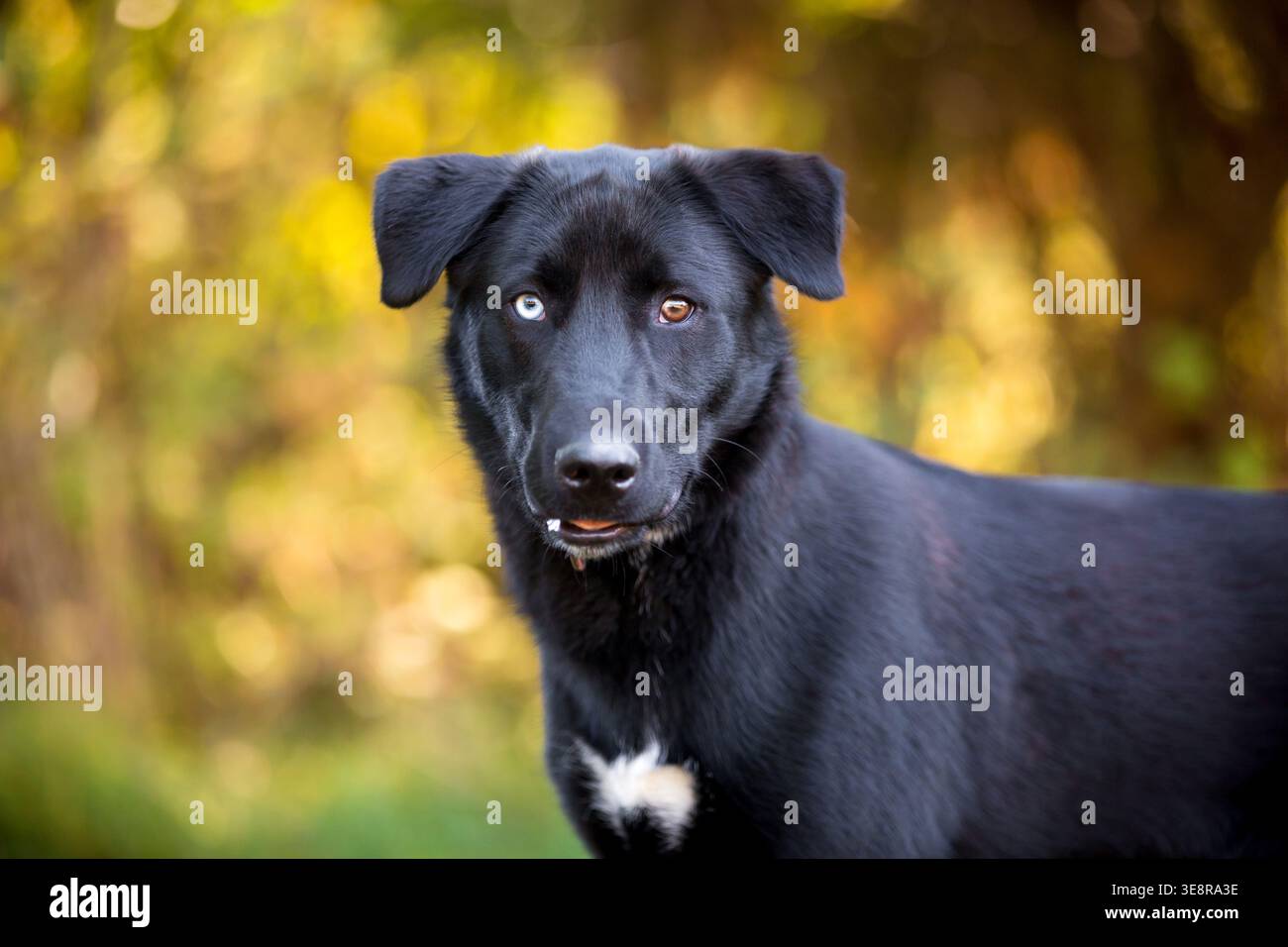 Un giovane cane di razza mista Retriever bianco e nero con eterocromia, un occhio blu e un occhio marrone Foto Stock
