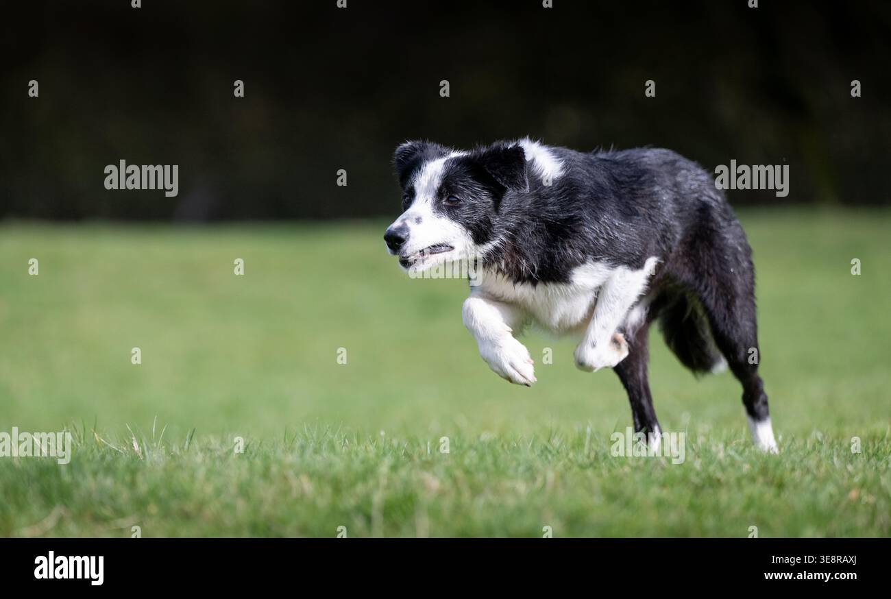 Lavoratore Border Collie Sheepdog che corre a velocità sostenuta. North Yorkshire, Regno Unito. Foto Stock