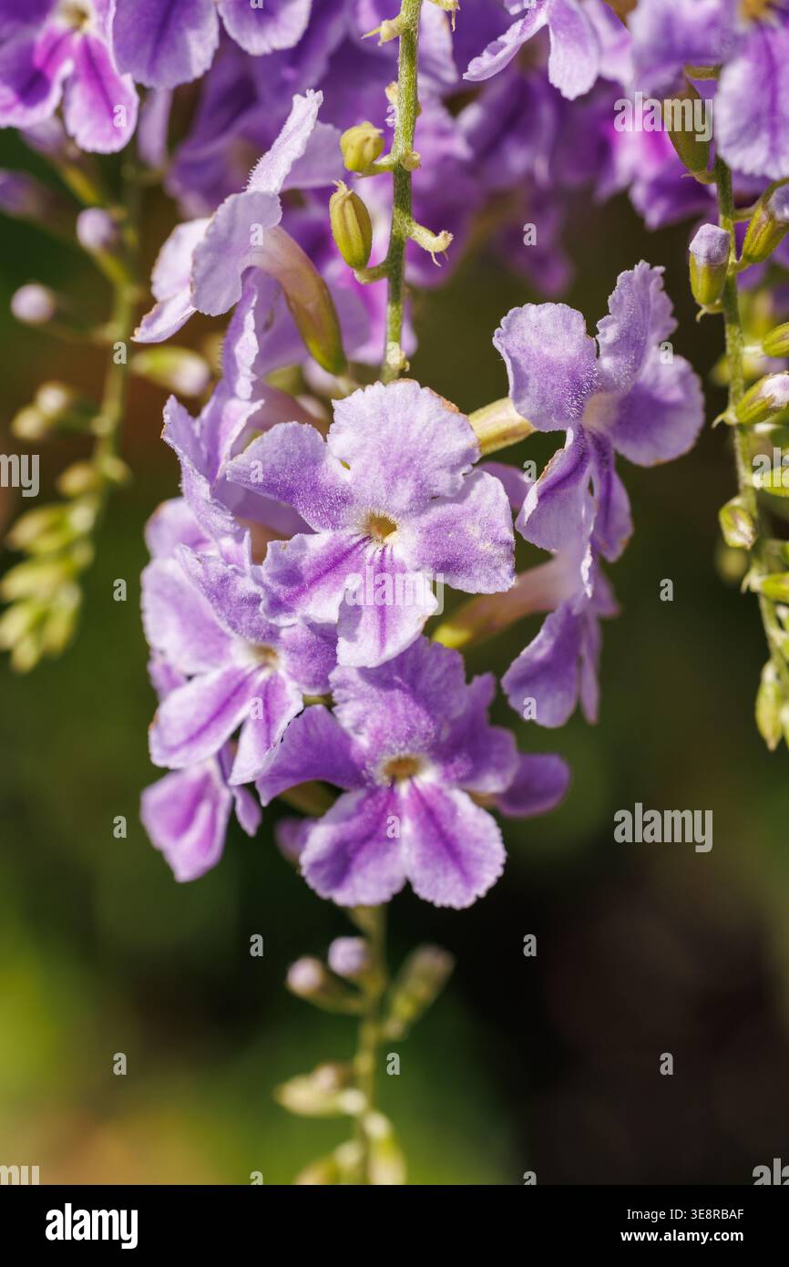 C grappoli di fiori celesti viola di Duranta erecta su un ramo in un giardino tropicale illuminato dal caldo bagliore. Fiori di lavanda, luce dorata. Arbusto ornamentale, estate tropicale Foto Stock