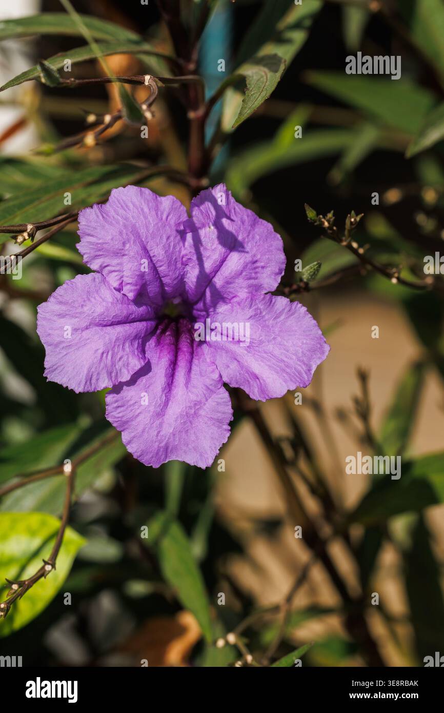 Fiore singola viola di Ruellia simplex (petunia messicana) su ramo. Corolla larga a cinque lobi, gola scura, petali increspati Foto Stock