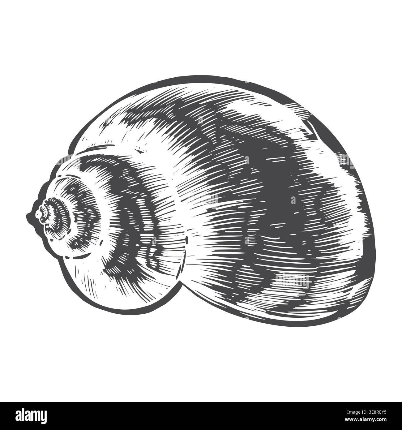 Illustrazione della conchiglia disegnata a mano. Schizzo di un guscio di mollusco conico grigio per disegni a tema nautico, stoviglie, tessuti e carta Illustrazione Vettoriale