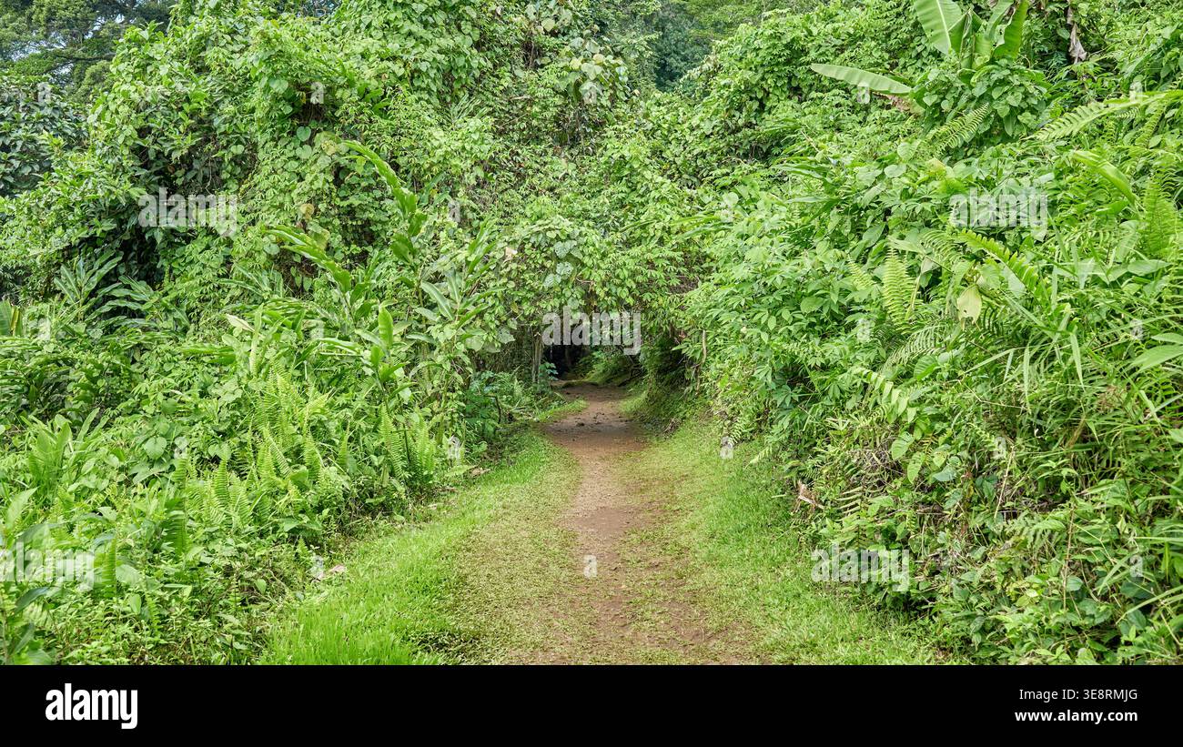 La foresta pluviale del Borneo, Sabah, Malesia. Foto Stock
