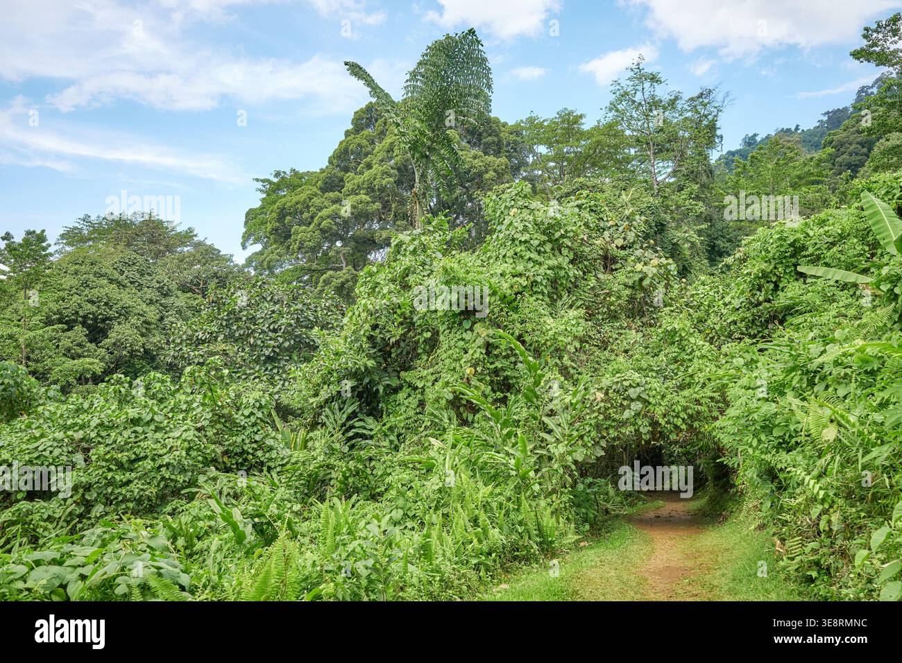 La foresta pluviale del Borneo, Sabah, Malesia. Foto Stock