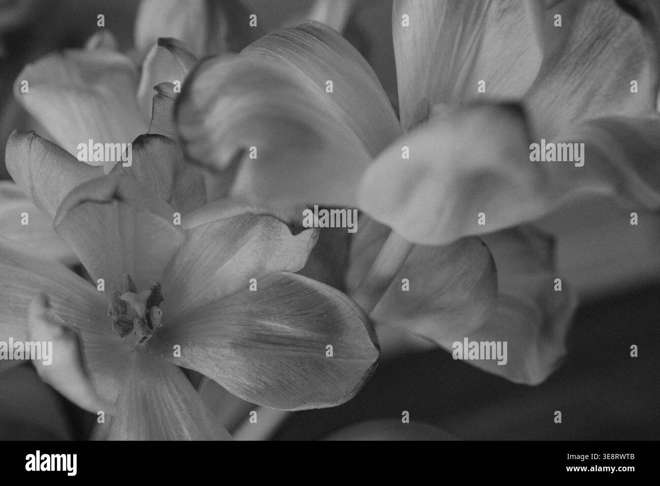 Cabanna Tulip con petali bianchi e rosa, leggermente avvizziti. Foto Stock