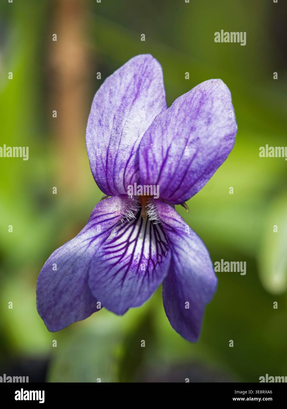 La violetta canina comune, la Viola riviniana o la viola di legno che fiorisce in primavera a Northumberland, Regno Unito. Foto Stock