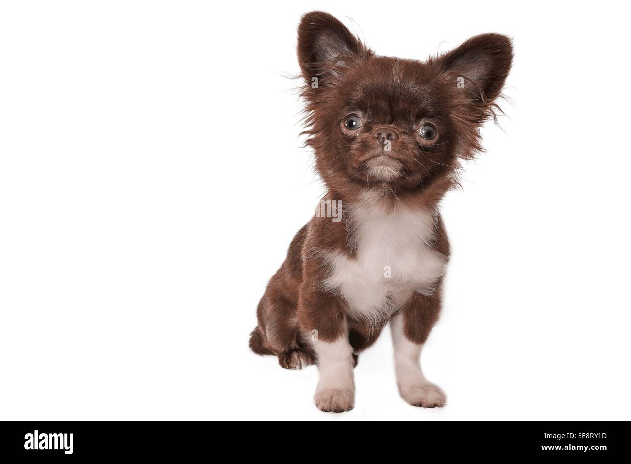 Adorabile Chihuahua marrone con pelliccia riccia ed espressione giocosa su sfondo bianco Foto Stock