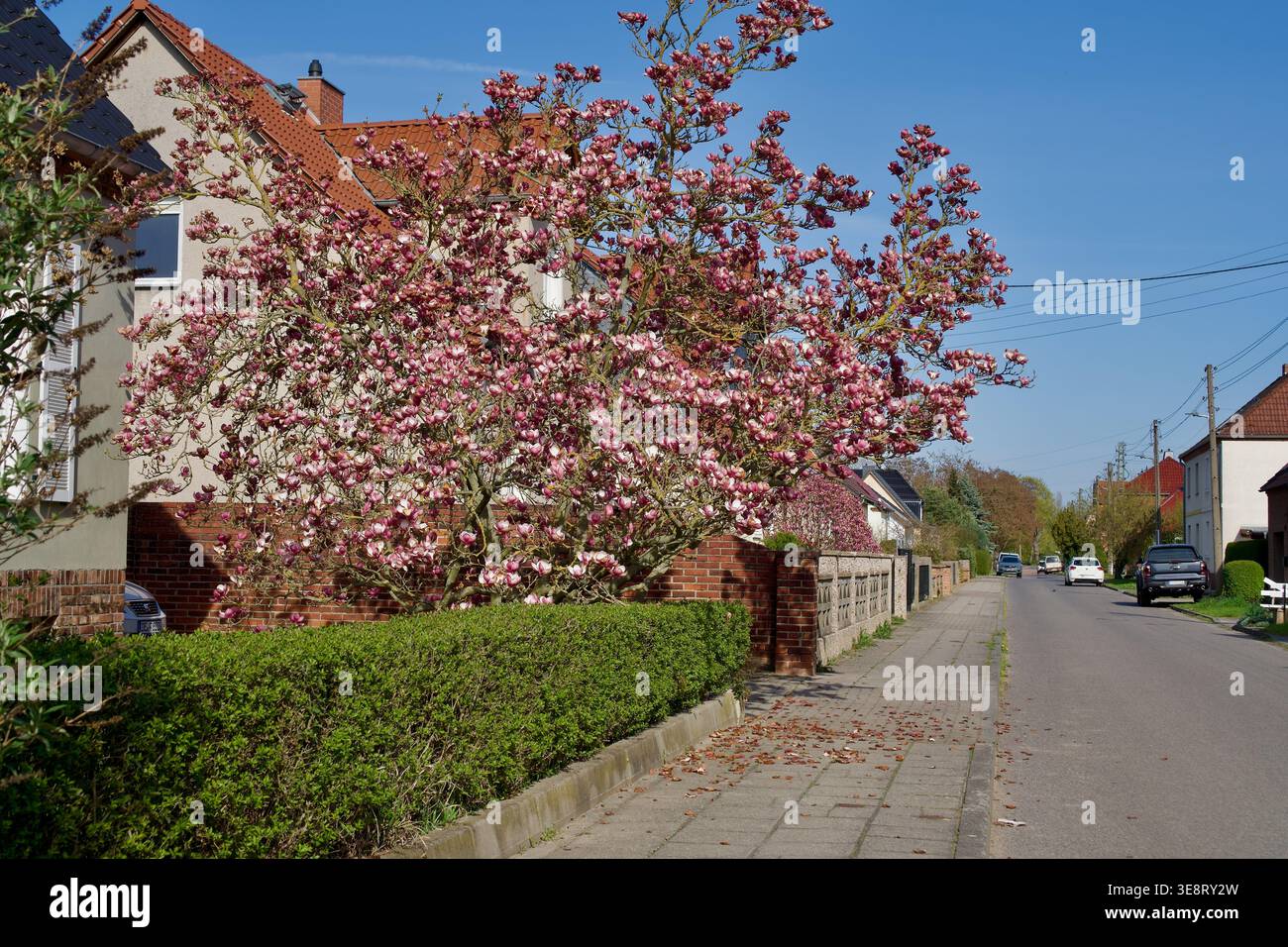 In primavera fiorì l'albero di magnolia rosa in una tranquilla strada europea Foto Stock