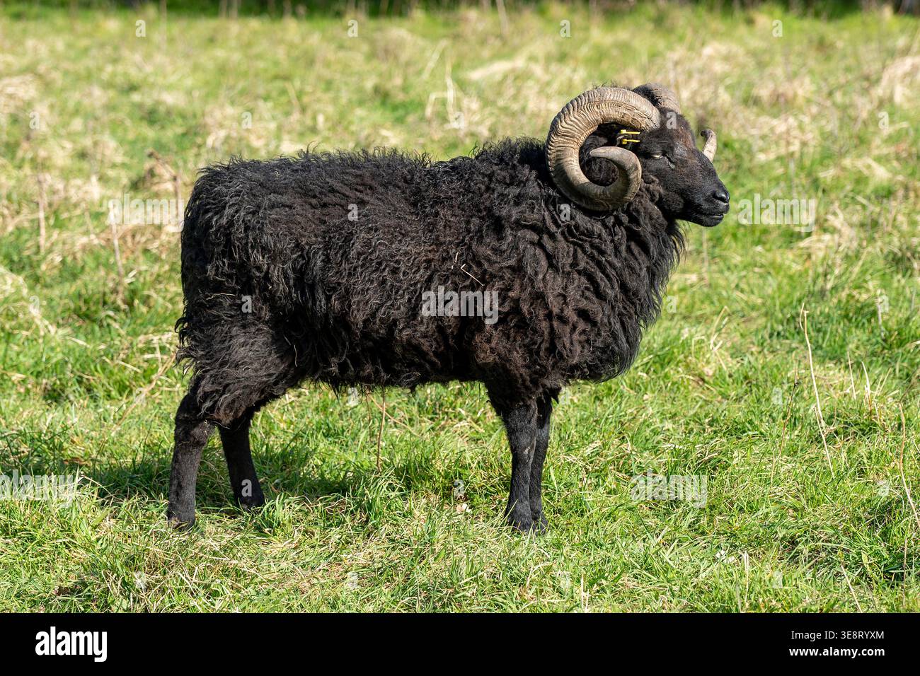 Pecora delle Highland con lunghe corna riccia e feltro nero. Foto Stock