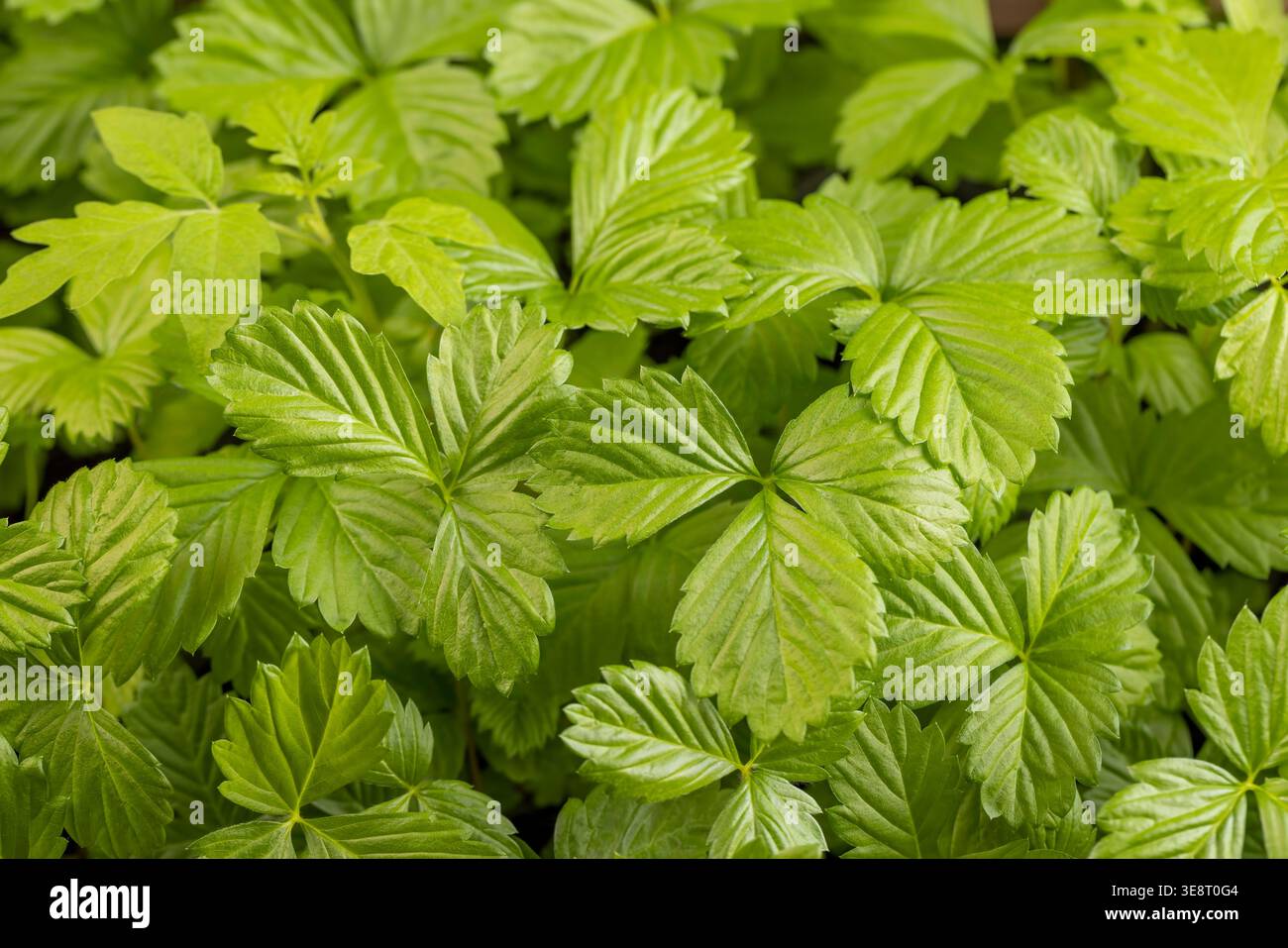 foglie verdi fresche fragili di piantine di fragole, stagione primaverile, un gran numero di grandi foglie di fragole verdi al chiuso prima della piantagione, paglia Foto Stock