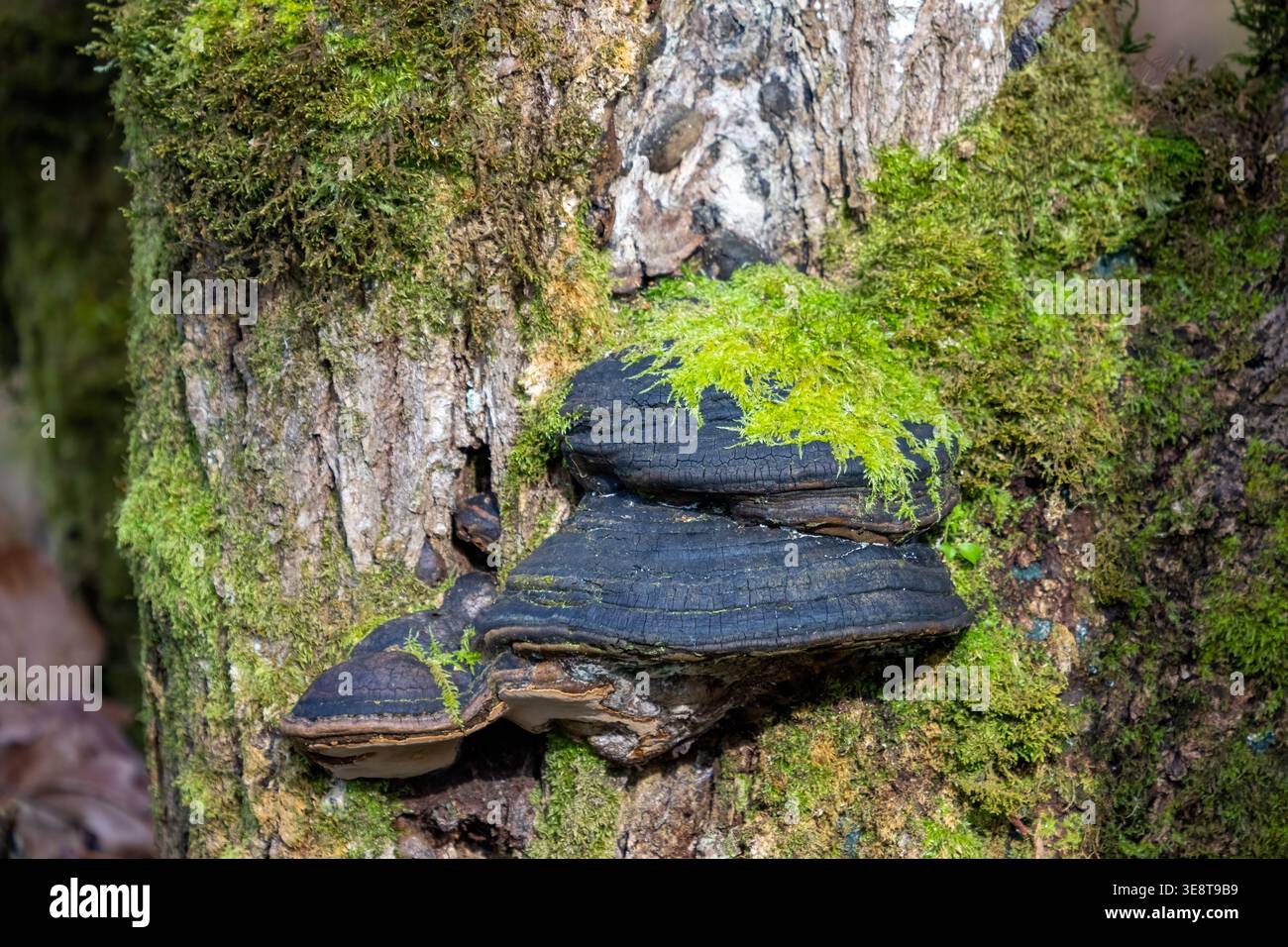 Nisqually National Wildlife Refuge, Nisqually, Washington, Stati Uniti. Esemplari più antichi di un polporo di una conca della cintura rossa (Fomitopsis mounceae), come testimoniato da Th Foto Stock