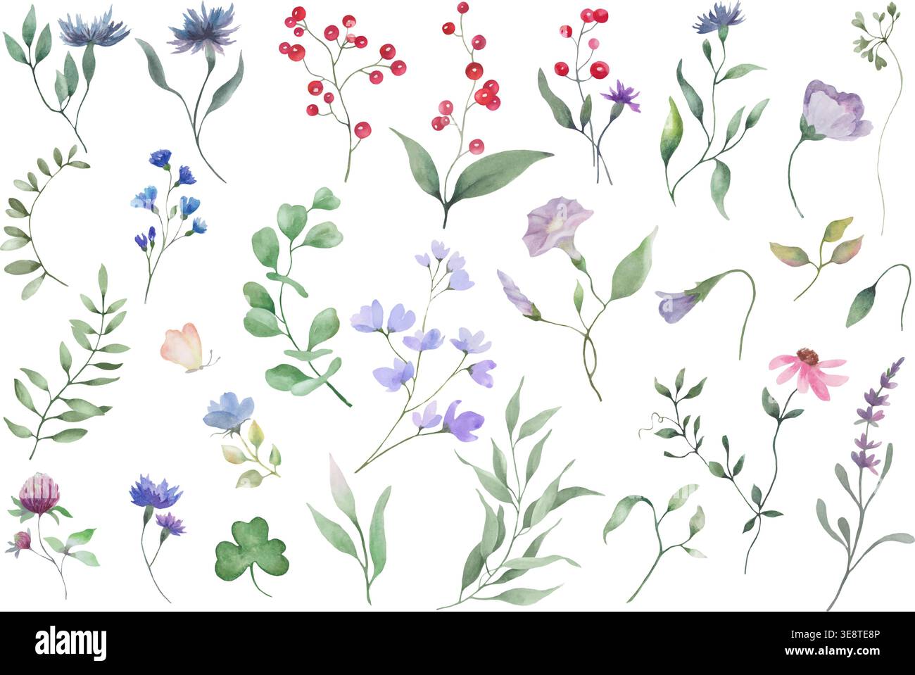 Set di elementi di fiori selvatici di acquerello, collezione botanica disegnata a mano di erbe, fiori e bacche di prato. Illustrazione vettoriale isolata su bianco. Illustrazione Vettoriale