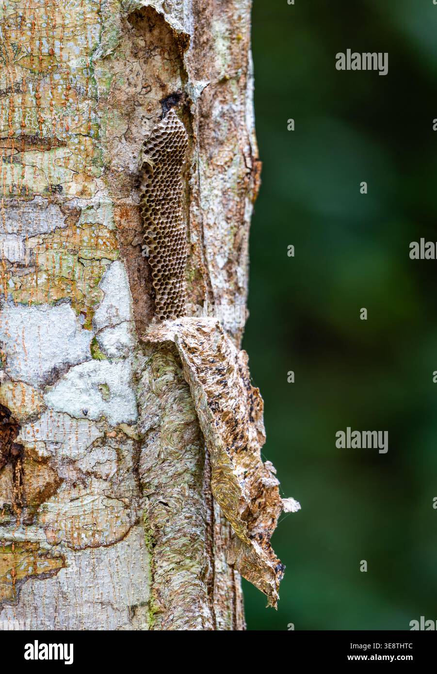 Nido di api o vespe, pettine a forma di favo con copertura mimetica per fondersi con la corteccia degli alberi. Mindanao, Filippine. Foto Stock