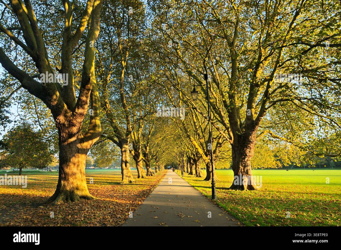 Un percorso alberato di platani maturi londinesi (Platanus hispanica) bagnati dal sole autunnale, Jesus Green, Cambridge, Inghilterra, Regno Unito. Viale degli alberi Foto Stock