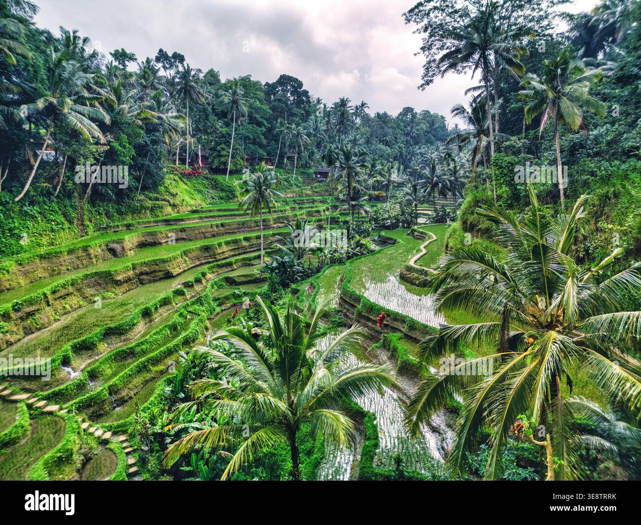 Vista aerea della lussureggiante terrazza di riso di Tegallalang con vibranti campi verdi e palme sotto un cielo nuvoloso a Kecamatan Tegallalang, Bali, Indonesia Foto Stock