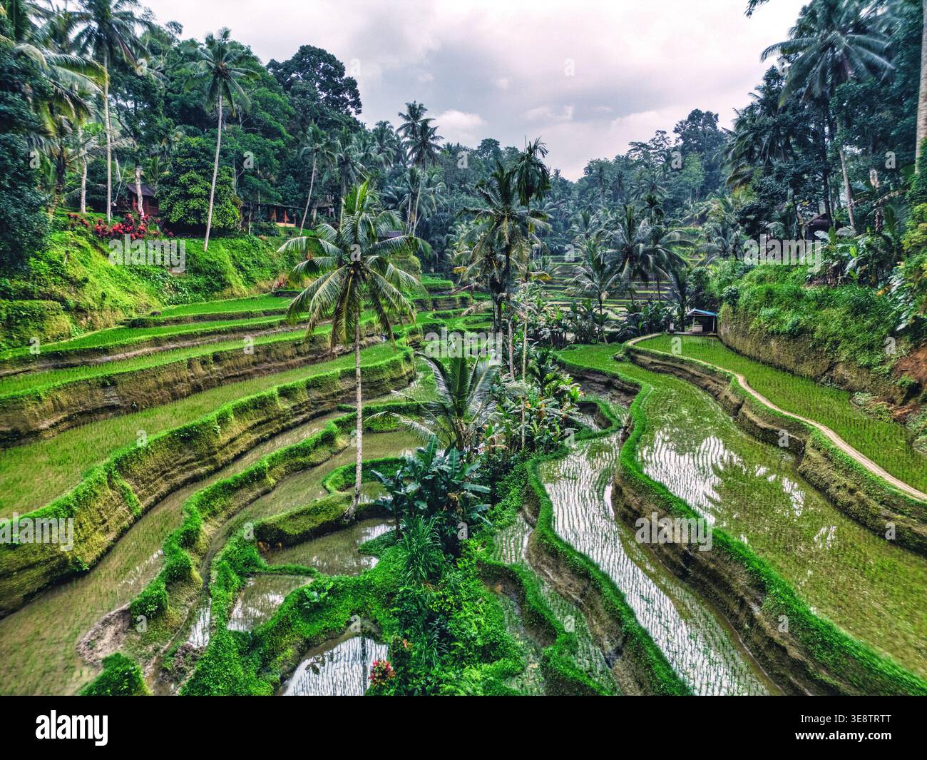 Veduta aerea della Rice Terrace di Tegallalang con lussureggianti risaie verdi e palme sotto un cielo coperto Kecamatan Tegallalang, Bali, Indonesia. Foto Stock
