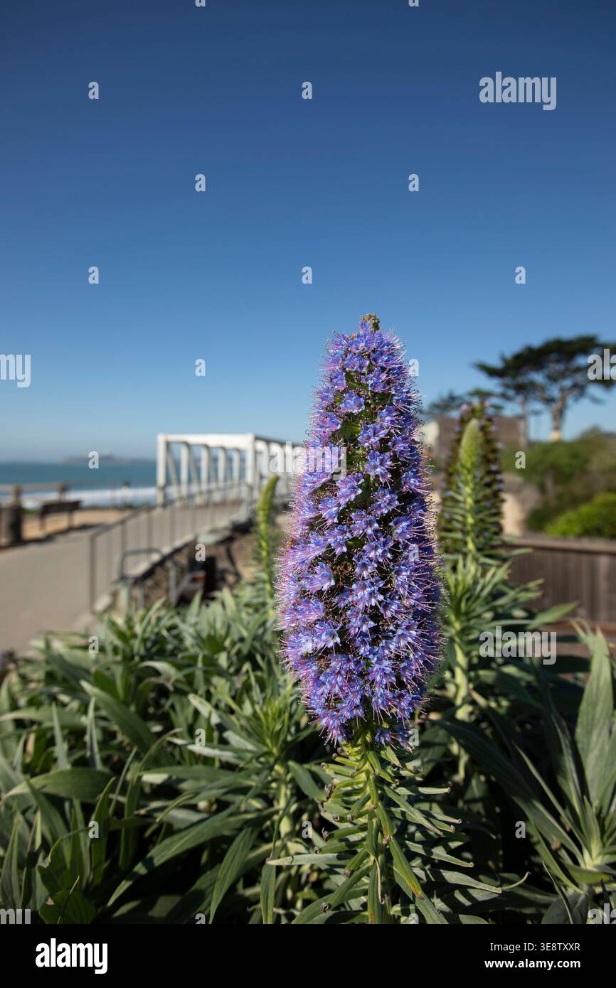 Un bellissimo fiore orgoglio di Madeira incornicia la costa di Half Moon Bay, California, Stati Uniti. Foto Stock