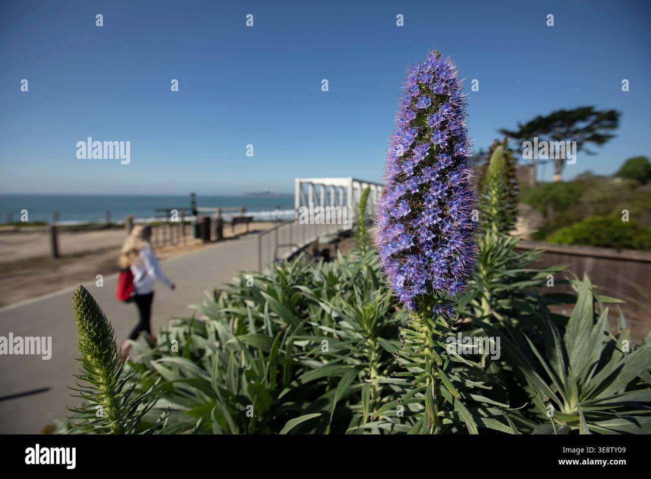 Un bellissimo fiore orgoglio di Madeira incornicia la costa di Half Moon Bay, California, Stati Uniti. Foto Stock