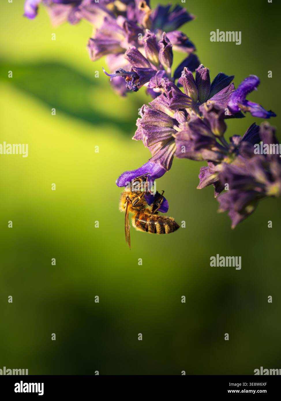 Un alveare che dà da mangiare a un fiore di salvia viola nei Royal Botanic Gardens di Sydney, catturato in un dettaglio macro da vicino con un verde tenue e un yello Foto Stock