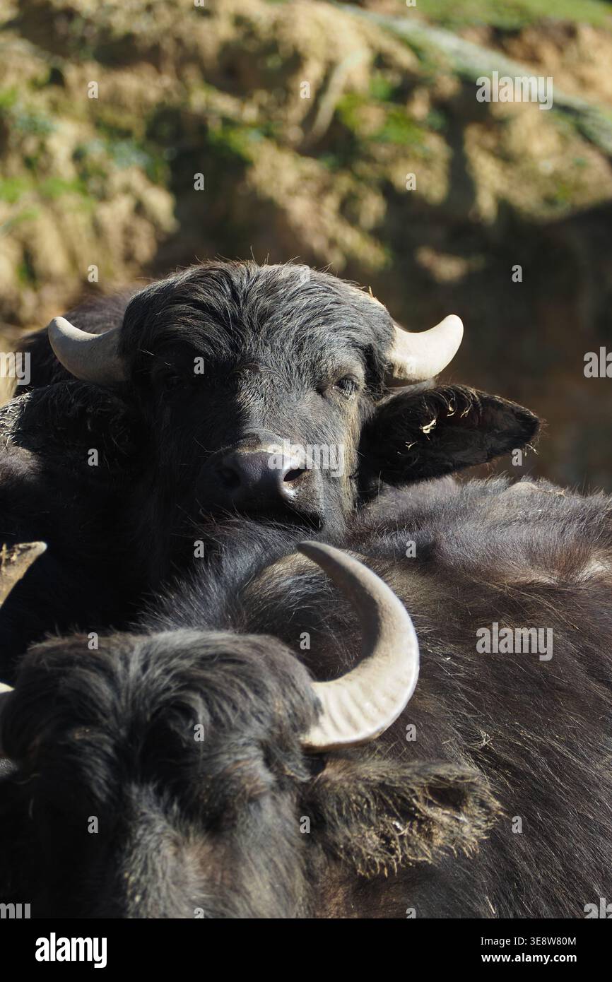 Bufalo in una fattoria durante le ore diurne Foto Stock