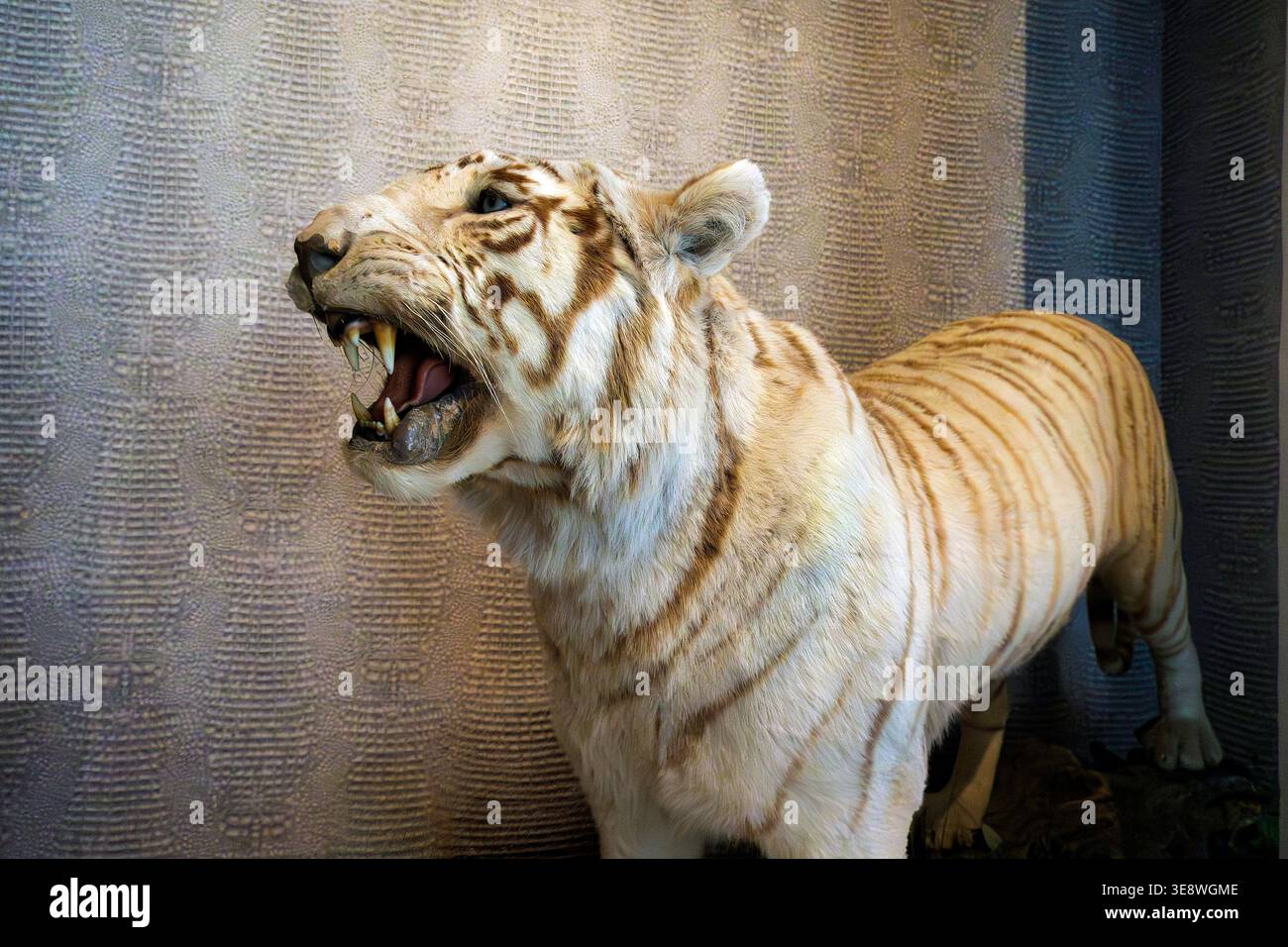 Tigre siberiana ripiena (tassidermia) Foto Stock