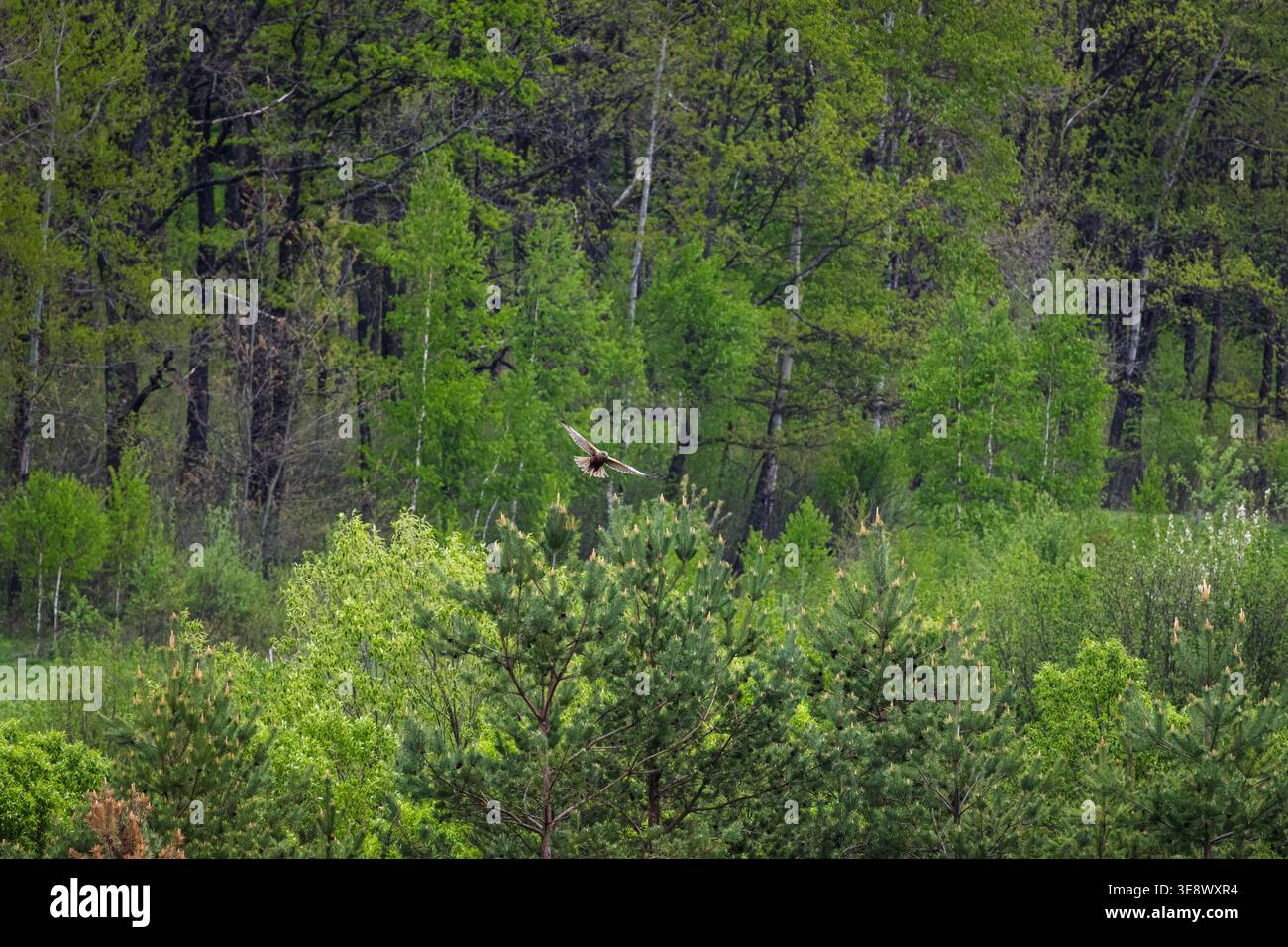 Sopra i giovani pini, un raptor si inclina nel vento e inizia una planata costante. La foresta si avvolge nell'ombra e nel sole e la scena suggerisce paziente Foto Stock