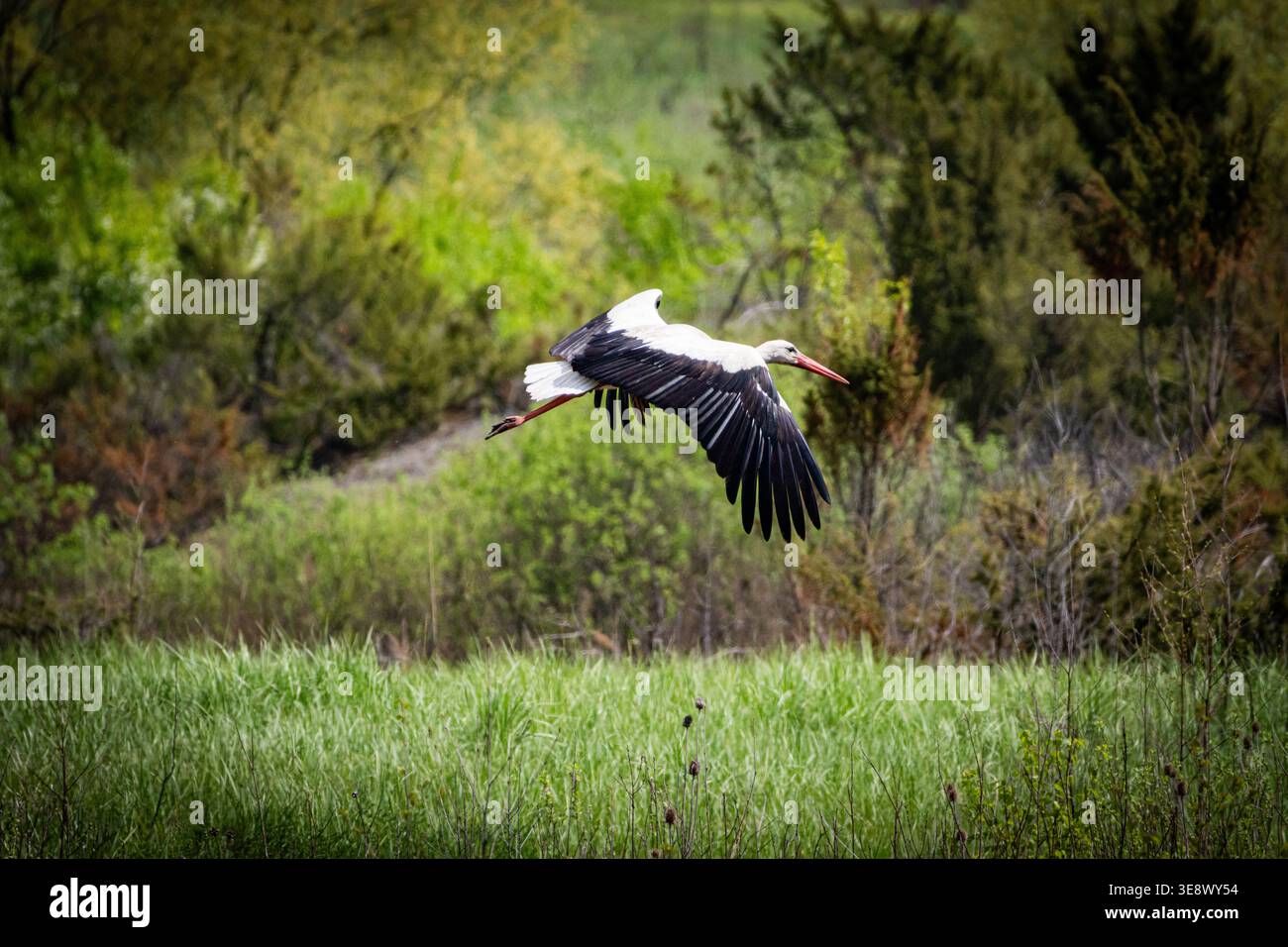 La cicogna batte le ali in una potente discesa mentre attraversa lussureggianti praterie. Il grazioso cacciatore segue il vento alla scansione dell'altezza degli alberi Foto Stock