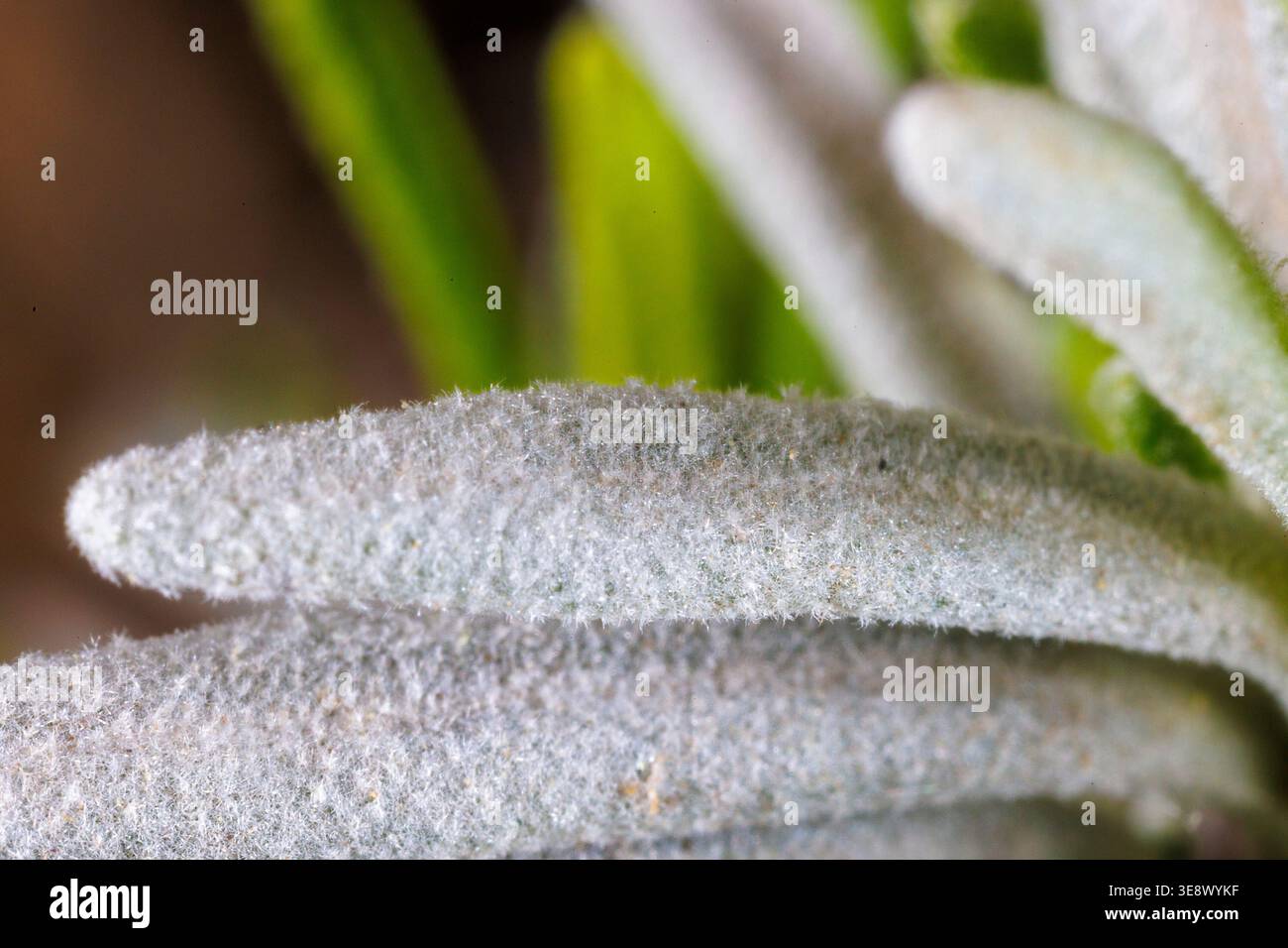 Primo piano della superficie pelosa della foglia di lavanda (Lavandula sp.) Foto Stock