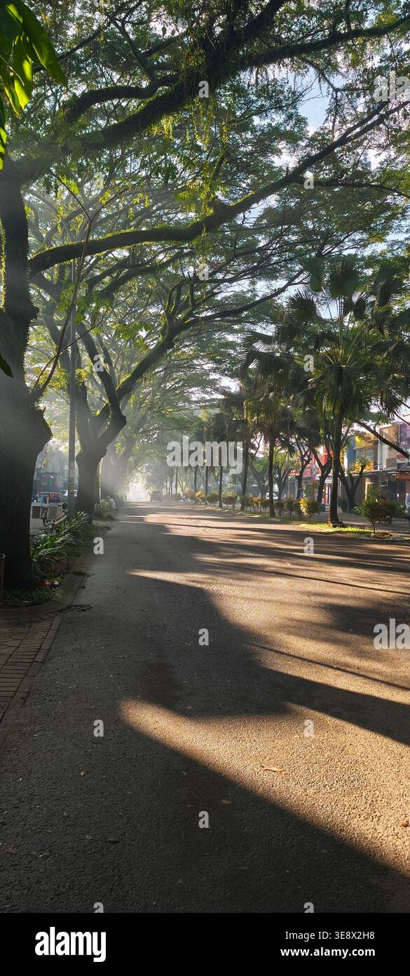 Atmosfera mattutina in un complesso residenziale con molti grandi e lussureggianti alberi con una spettacolare luce del sole Foto Stock