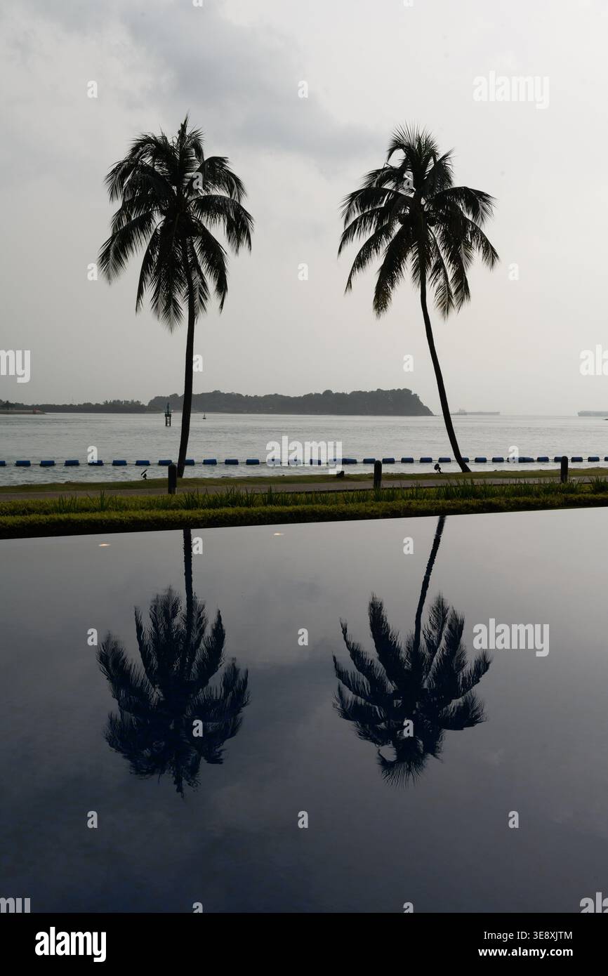 Un paio di palme sagomate che si riflettono in una piscina lungo la costa di Singapore sull'isola di Sentosa. Foto Stock