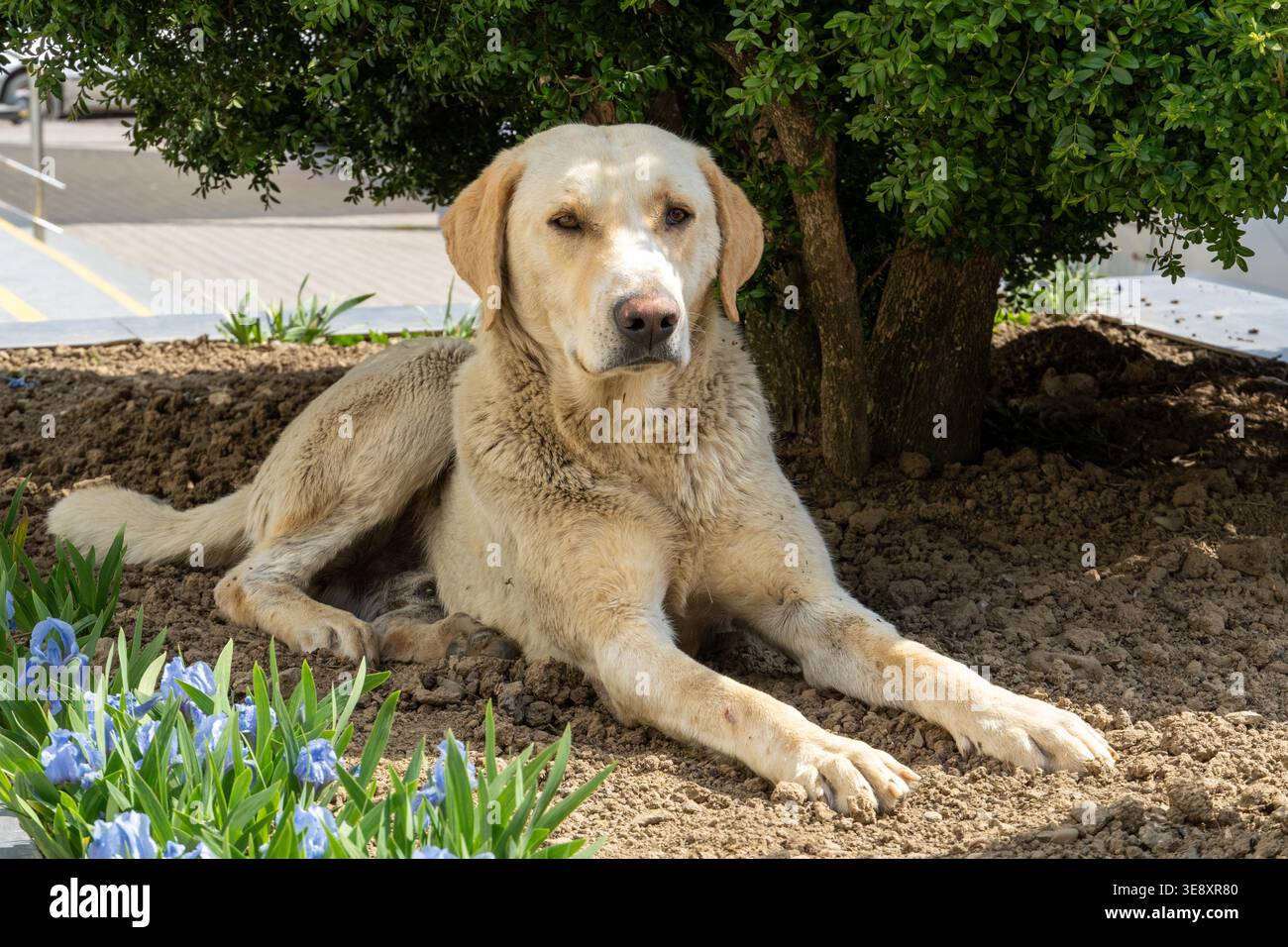 Un grande cane di colore chiaro riposa sotto un albero nel giardino Foto Stock