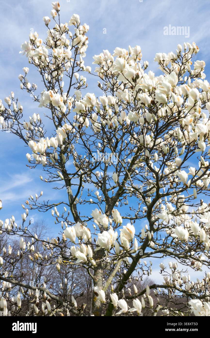 Magnolia in fiore bianca x soulangiana dolce sedici alberi in piena fioritura in primavera Foto Stock