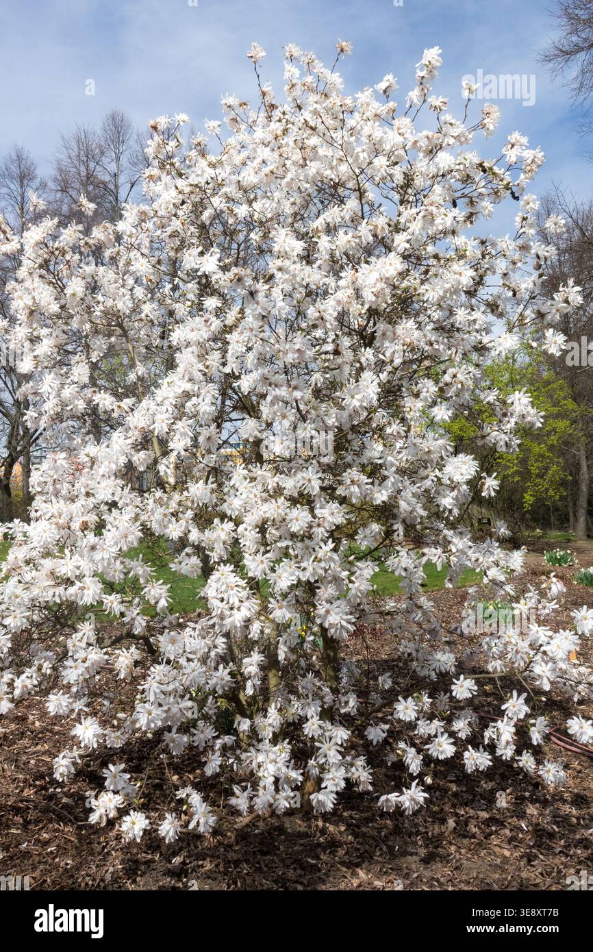 Albero Magnolia x loebneri 'Encore' in piena fioritura Foto Stock