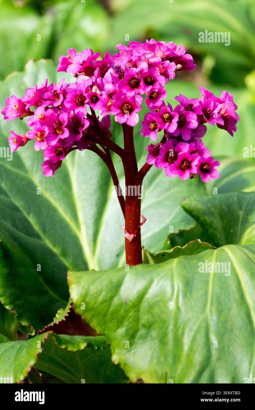 Bergenia "Morgenröte" Foto Stock
