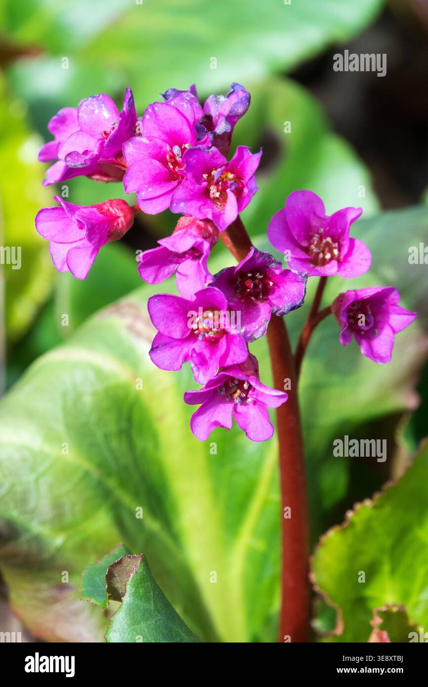 Bergenia crassifolia "Abendglut" Foto Stock