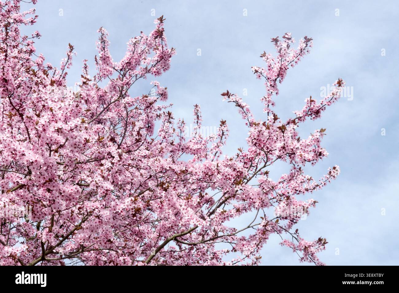 Prunus cerasifera Nigra fiorisce sui rami Foto Stock