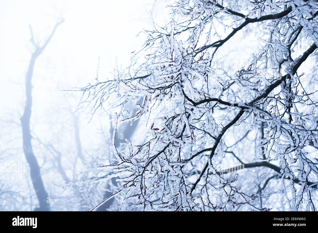 rami di alberi congelati in inverno con uno spesso strato di ghiaccio Foto Stock
