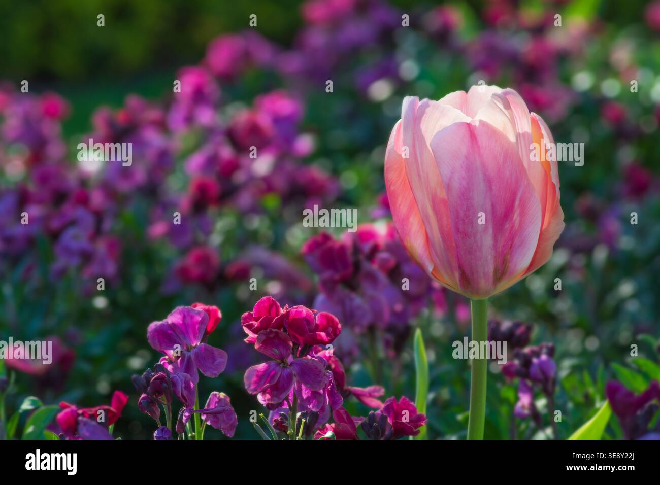 Tulipani rosa e fiori di parati rosa e viola, schema di piantagione primaverile Foto Stock